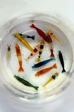 Mixed color cull for sale  Houston
