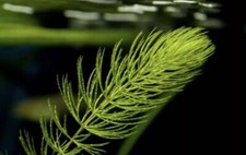 Hornwort live plant for sale  HUNSTANTON