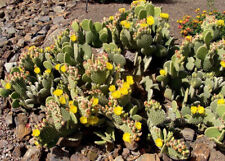 Taglio opuntia microdasys usato  Trappeto