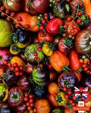 Tomato seeds mix for sale  UK