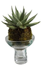 Kokedama live hawathia for sale  Jacksonville