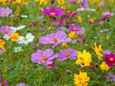200 sementes cosmos coloridas mistas Cosmos Bipinnatus Calliopsis sementes flores de jardim comprar usado  Enviando para Brazil