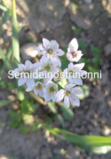 Bulbilli allium neapolitanum usato  Vinadio