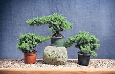 Japanese dwarf juniper for sale  Spring Hill