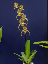 Paphiopedilum randy booth for sale  Stamford