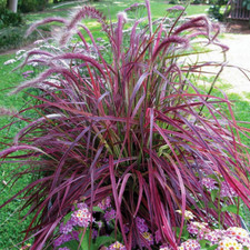 Pennisetum setaceum fireworks for sale  UK