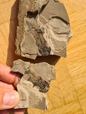 Toller micromelerpedon hautsch gebraucht kaufen  Mainz
