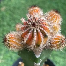 Uebelmannia pectinifera wysiwy usato  Spedire a Italy