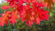 Red oak tree for sale  Russell