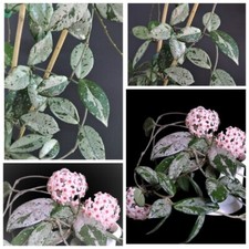 Hoya carnosa wilbur gebraucht kaufen  Baden-Baden