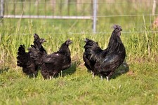 Ayam cemani hatching d'occasion  Expédié en Belgium