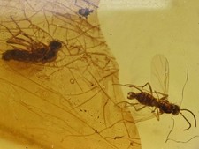 Two chironomidae genuine for sale  WALSALL