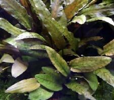 Cryptocoryne brown touffe d'occasion  Krautergersheim