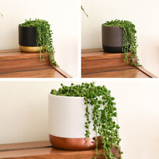 String pearls indoor for sale  IPSWICH