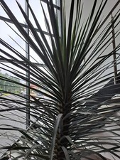 Palme evntl kanarischer gebraucht kaufen  Leopoldshöhe