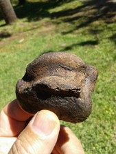 Excellent giant ground for sale  Steinhatchee
