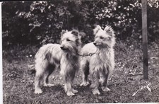 Cpsm chiens labrit d'occasion  Saint-Pol-de-Léon