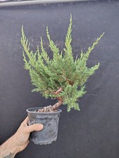 Bonsai juniperus itoigawa usato  Montevarchi
