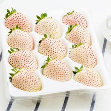 Fragole giapponese gigante usato  Trappeto