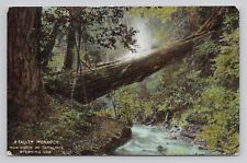 Fallen monarch muir for sale  Petaluma