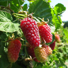 Rubus fruticosus buckingham d'occasion  Pouzauges