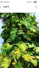 Golden queen hawaiian for sale  Opa Locka