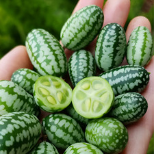 toys 7 quantity green for sale toys 7 quantity green for sale Spring Branch