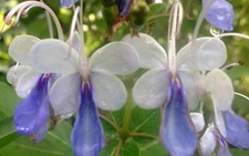 Blue butterfly bush for sale  Wauchula