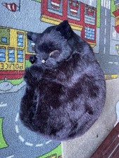 Vintage sleeping black for sale  ST. NEOTS