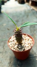 Euphorbia pachypodioides piant usato  Floridia