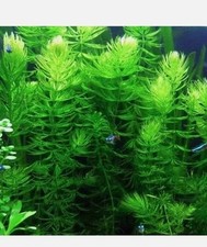 12x hornwort live for sale  FELTHAM