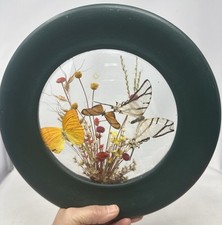 Vintage butterfly taxidermy for sale  Wading River
