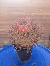 Rare cactus red for sale  Victorville