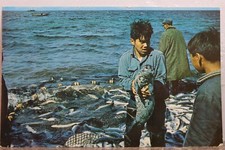 Cartão postal antigo vintage Alaska AK Baby Hair Seal visualização padrão lembrança postal comprar usado  Enviando para Brazil