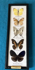 Taxidermy butterfly collection for sale  Corfu