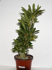 live plants for sale live plants for sale Waddell