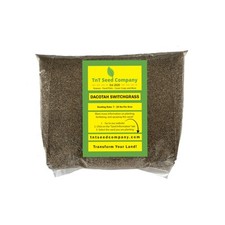 Dacotah switchgrass native for sale  Brentwood