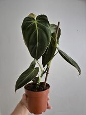 Philodendron melanochrysum hou for sale  LONDON