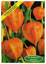 100 semi seeds usato  Morra de Sanctis