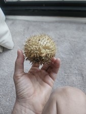 Puffer fish porcupine for sale  DEREHAM
