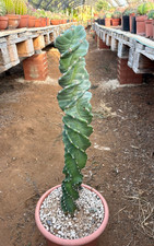 Cereus forbesii spiralis usato  Menfi