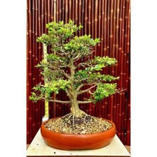 Exquisite japanese boxwood for sale  Los Angeles
