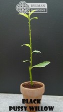Black pussy willow for sale  Sheridan