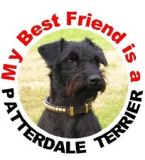 Patterdale terrier car for sale  YEOVIL