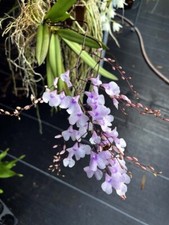 Florida native orchid for sale  Melbourne