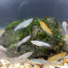 Medaka glitter mix for sale  Fresno