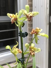 Asia cymbidium lion for sale  New York