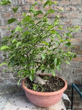 Bonsai olmo campestre usato  Rimini