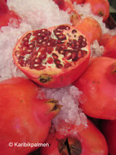 Punica granatum mollar gebraucht kaufen  Wuppertal