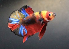 Peces y acuarios segunda mano Peces y acuarios segunda mano Embacar hacia Mexico